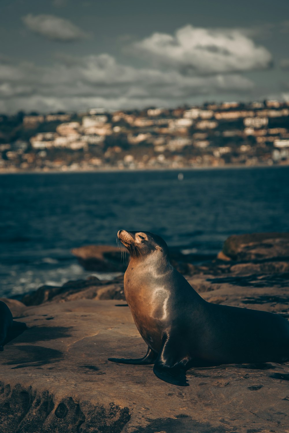 Lion de mer sur un rocher brun près de la mer pendant la journée