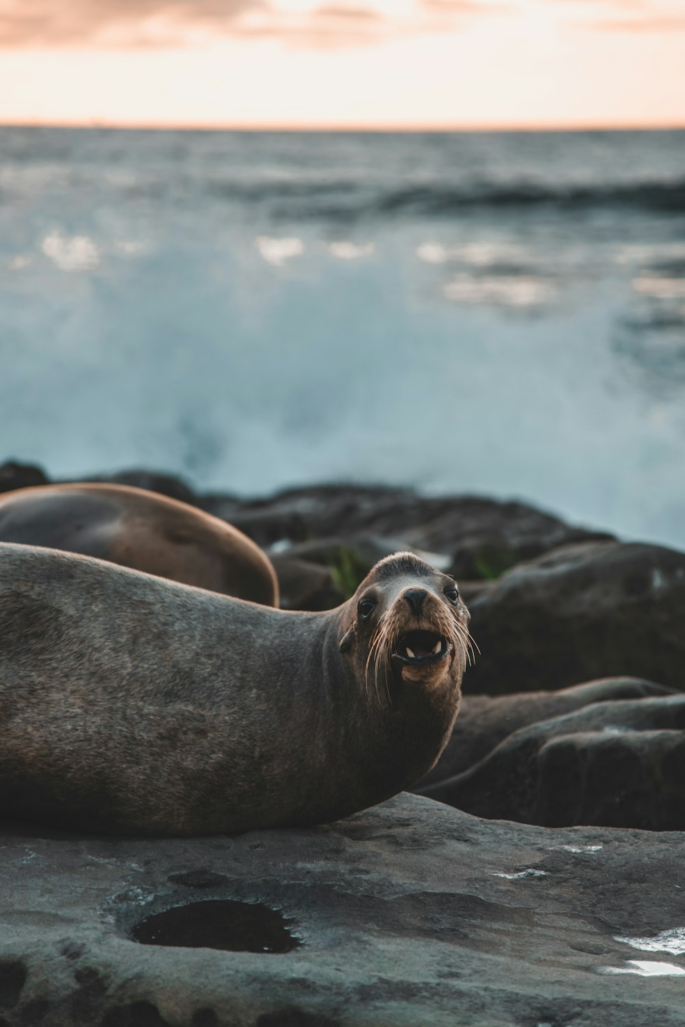 seal on rock during daytime
