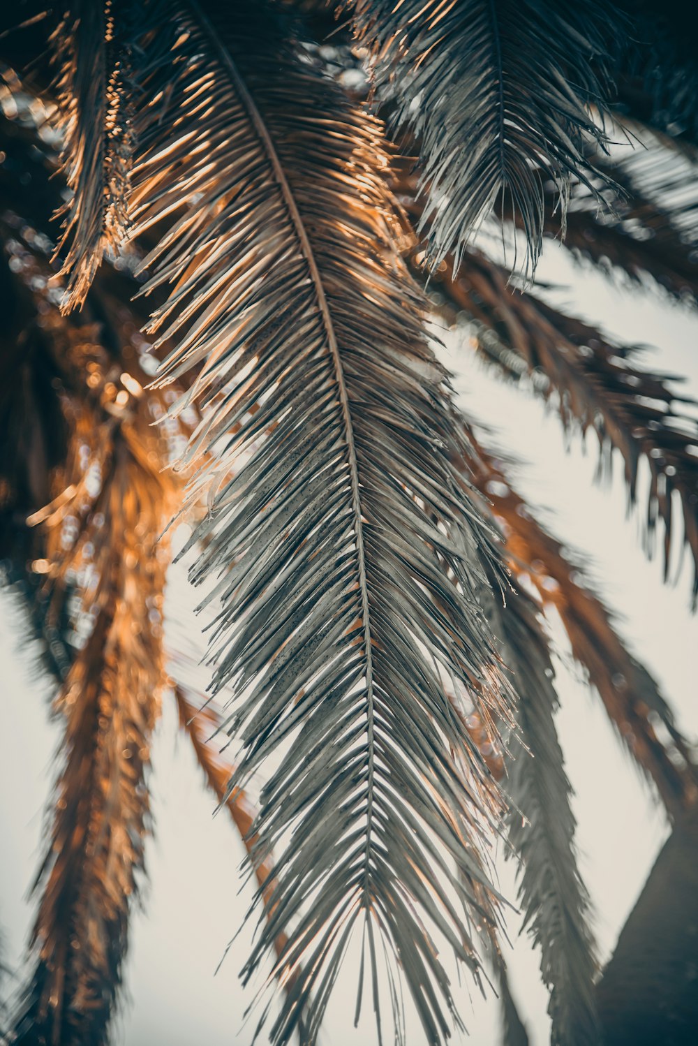 brown and green palm tree