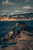 sea lion on brown rock during daytime