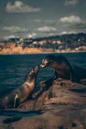 sea lion on brown rock during daytime