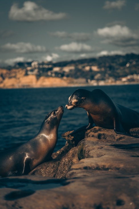 sea lion on brown rock during daytime