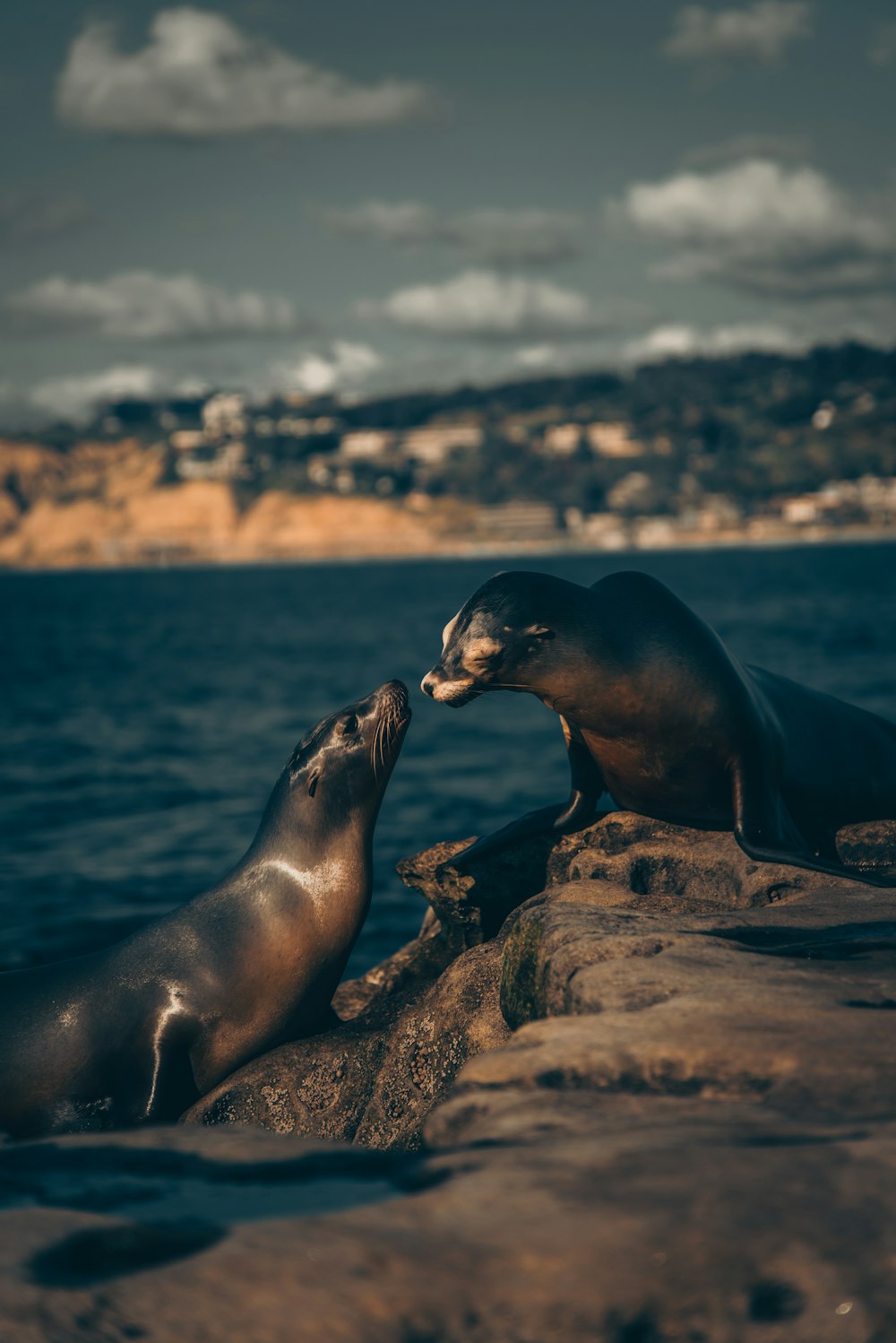 Lion de mer sur la roche brune pendant la journée