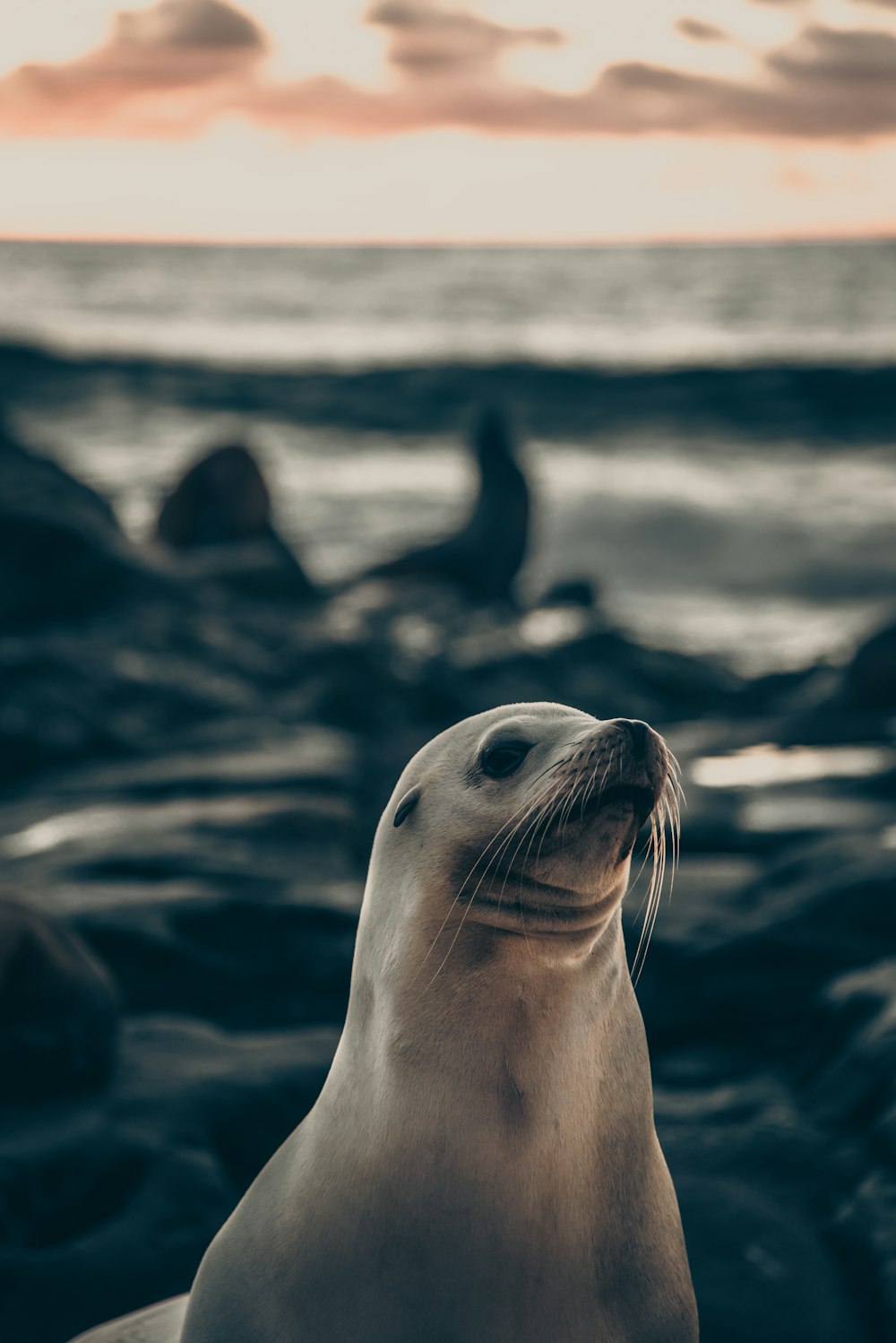 seal on rock in grayscale photography