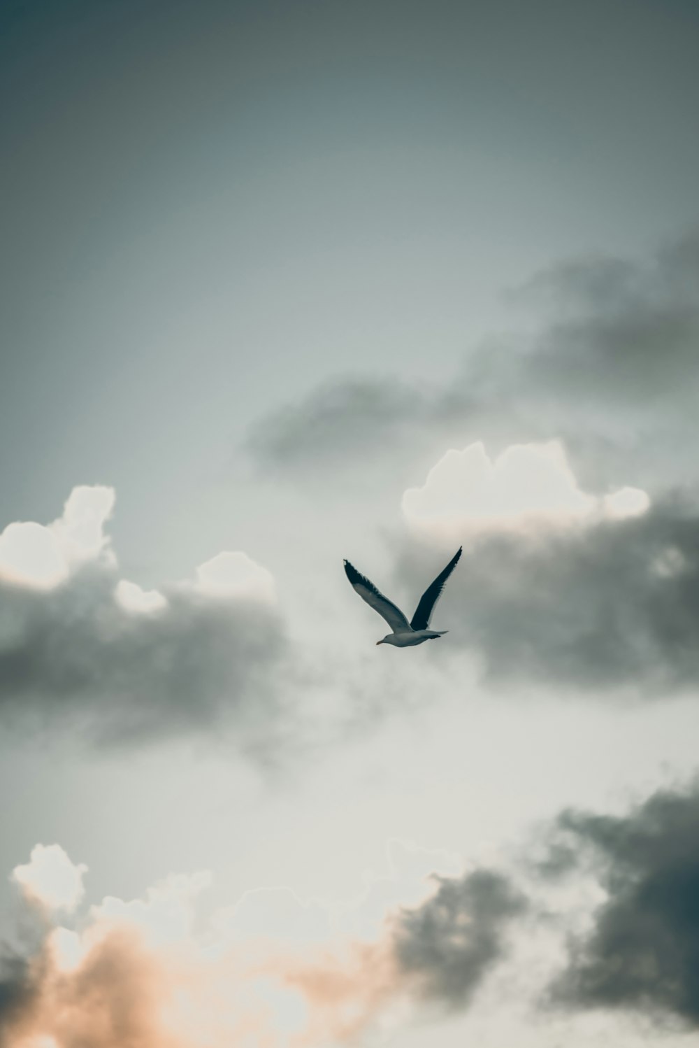 昼間、白い雲の下を飛ぶ鳥