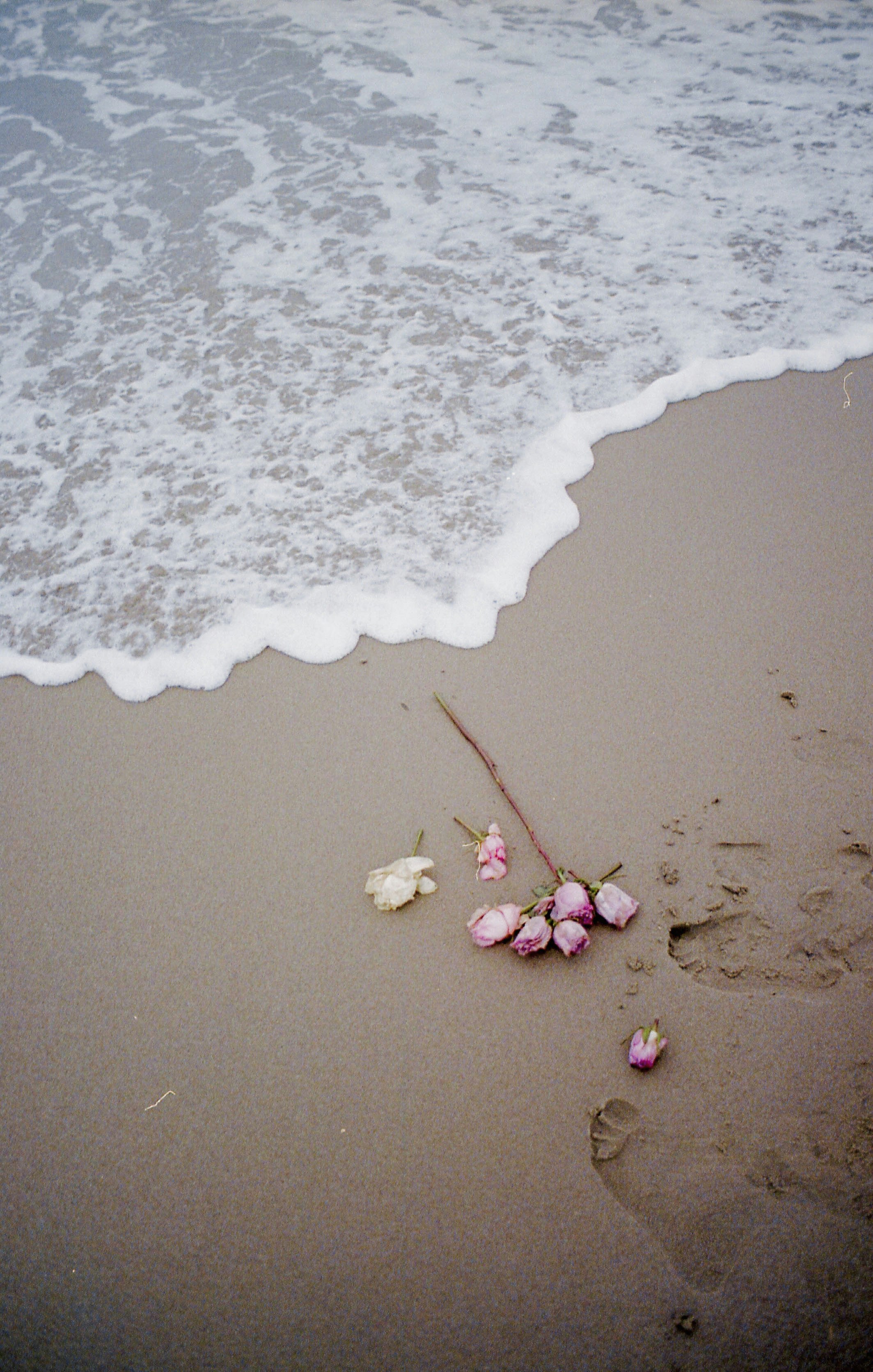 Flower Beach Pictures Download Free Images On Unsplash
