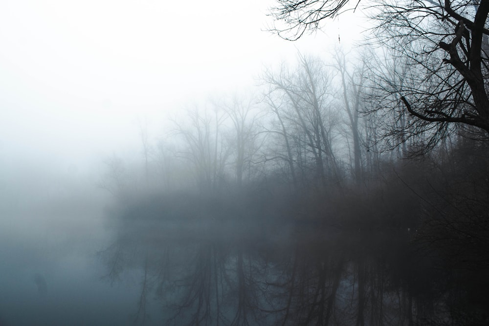 bare trees on foggy weather