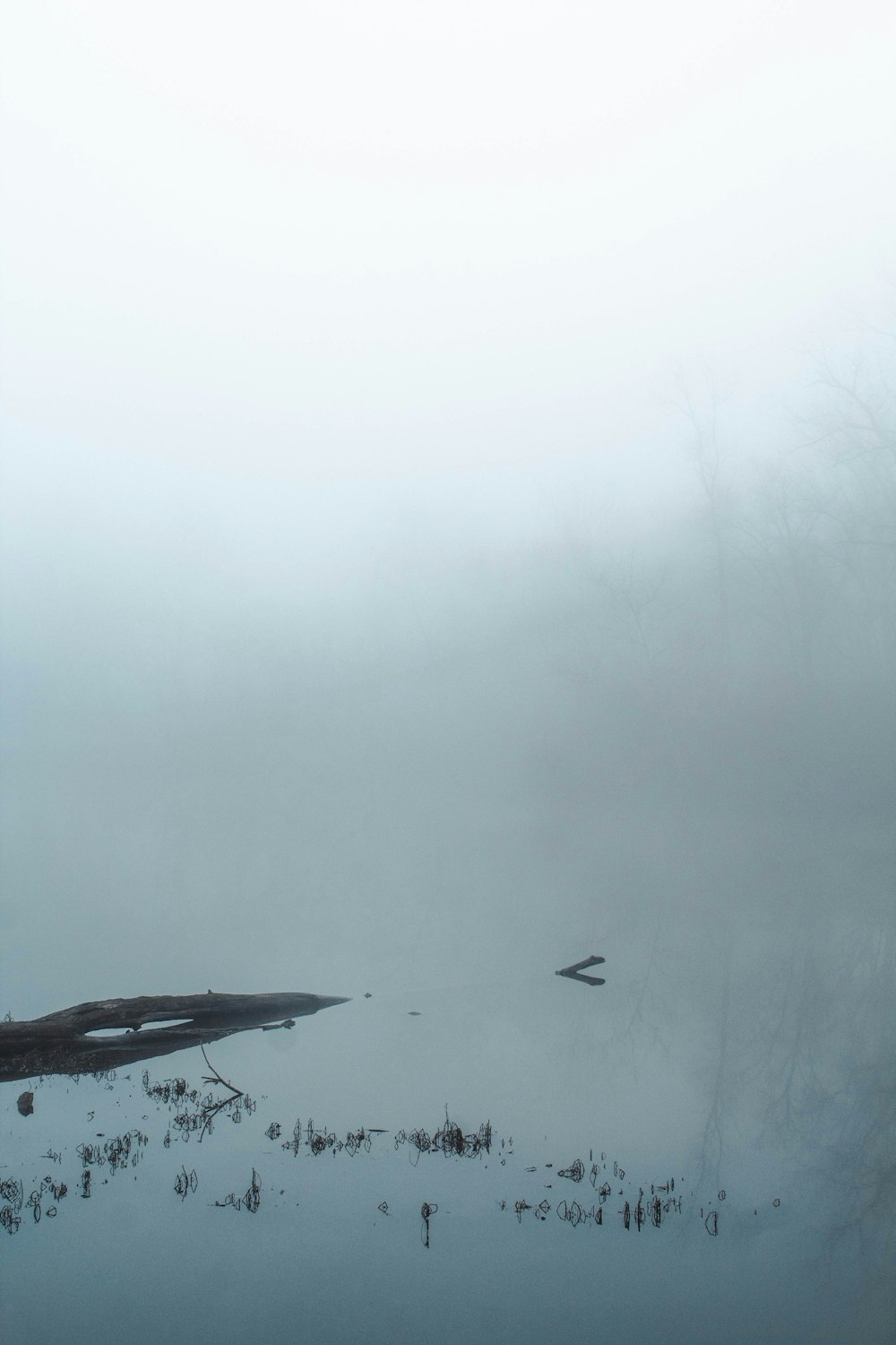 black bird flying over the fog