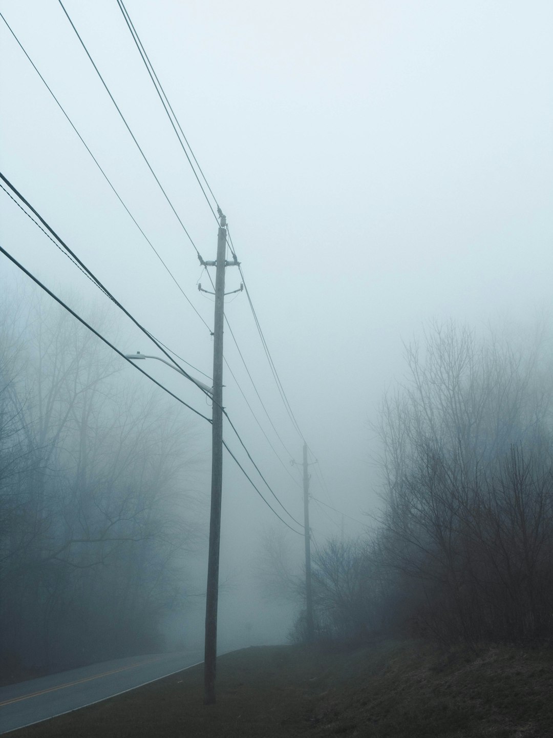 bare trees under gray sky