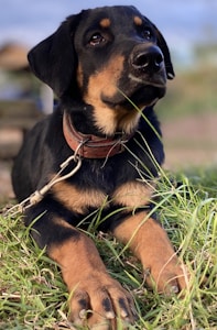 Durable Leather Collar