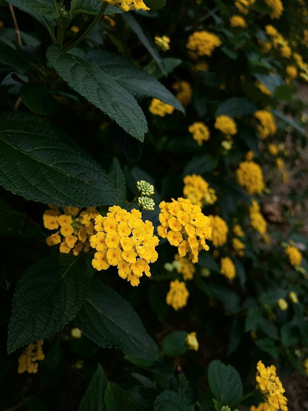 flores amarillas con hojas verdes