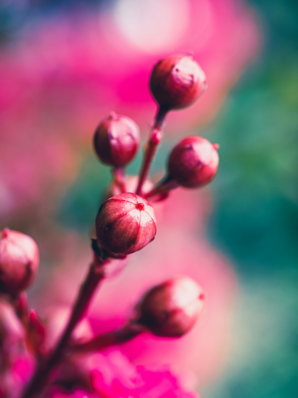 red round fruit in close up photography