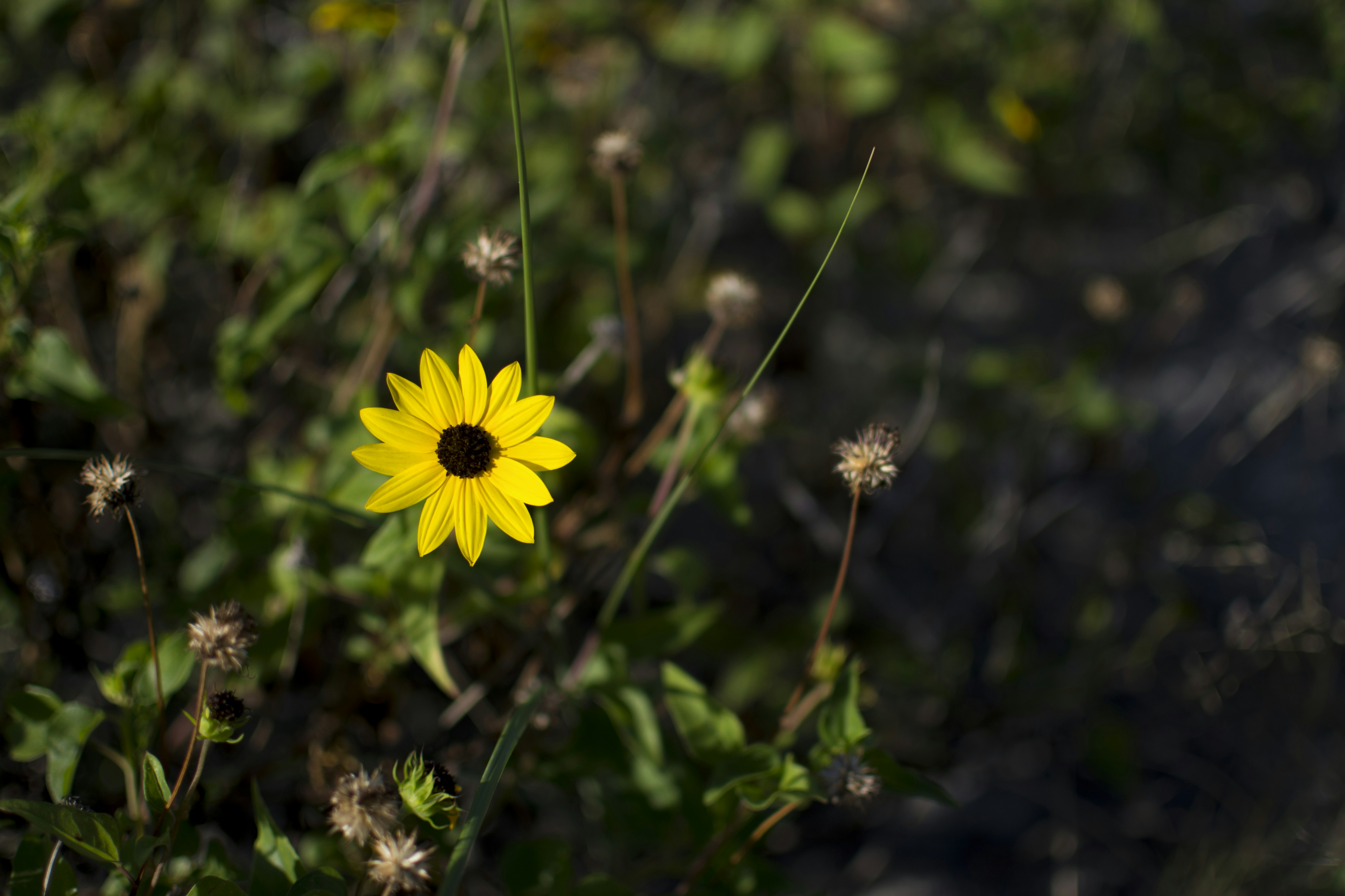 Photo by littlebearhugs