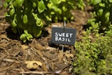 A garden with fresh green basil plants surrounded by natural mulch. A small, rectangular slate sign with the words 'Sweet Basil' is placed in the soil near the plants.