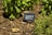 A garden with fresh green basil plants surrounded by natural mulch. A small, rectangular slate sign with the words 'Sweet Basil' is placed in the soil near the plants.