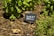 A garden with fresh green basil plants surrounded by natural mulch. A small, rectangular slate sign with the words 'Sweet Basil' is placed in the soil near the plants.
