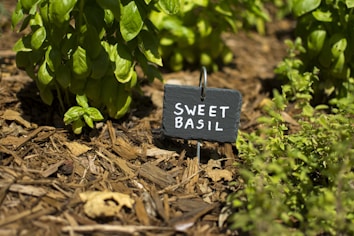 A garden with fresh green basil plants surrounded by natural mulch. A small, rectangular slate sign with the words 'Sweet Basil' is placed in the soil near the plants.