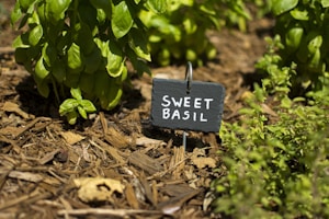 Aromatic Cedar Mulch