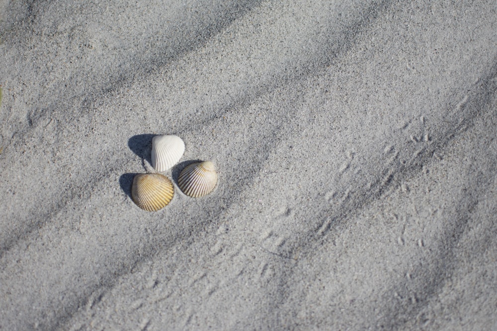 white and brown seashell on gray sand