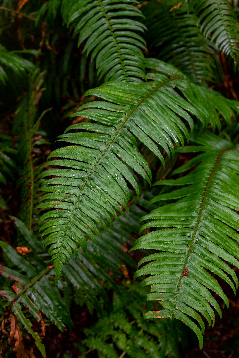 green leaf plant in close up photography