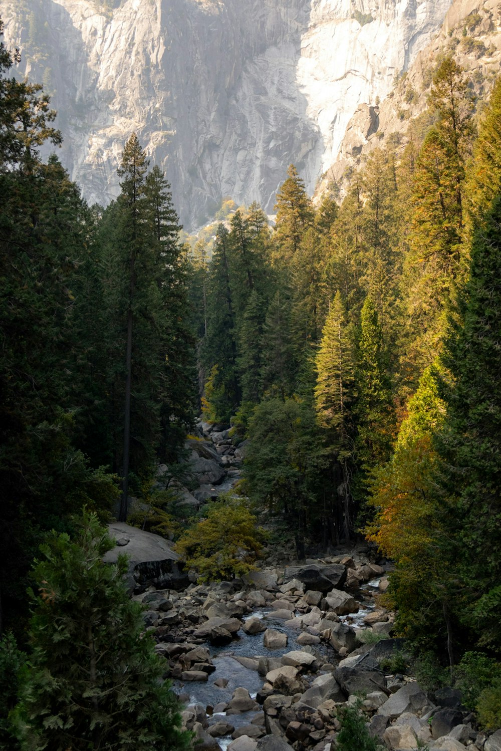 green trees near rocky mountain during daytime