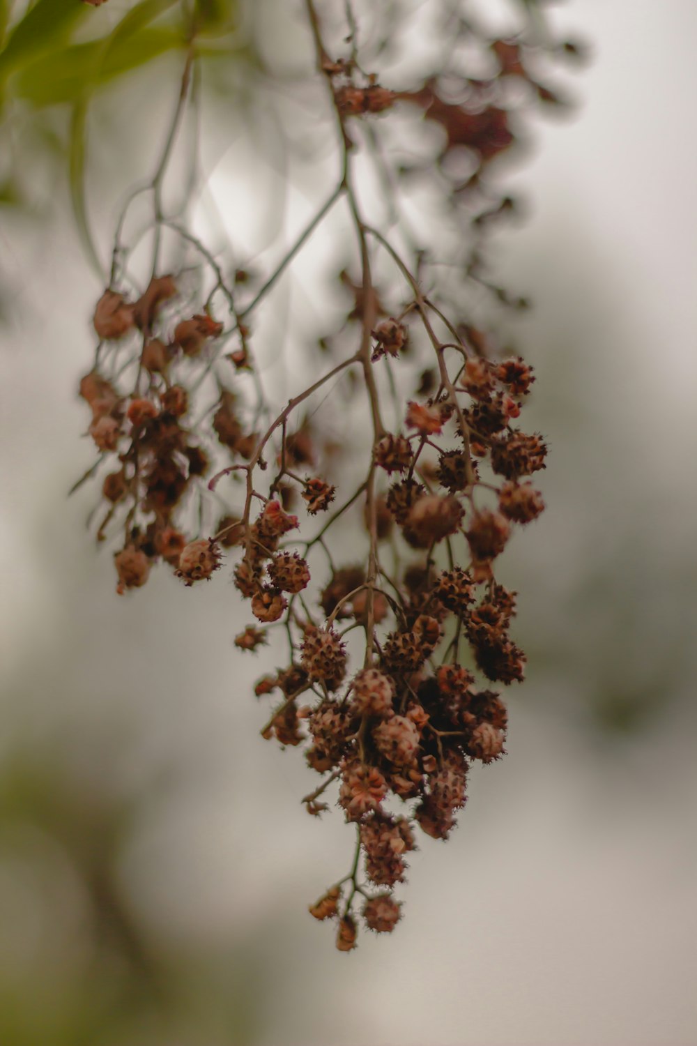 brown and white plant in tilt shift lens