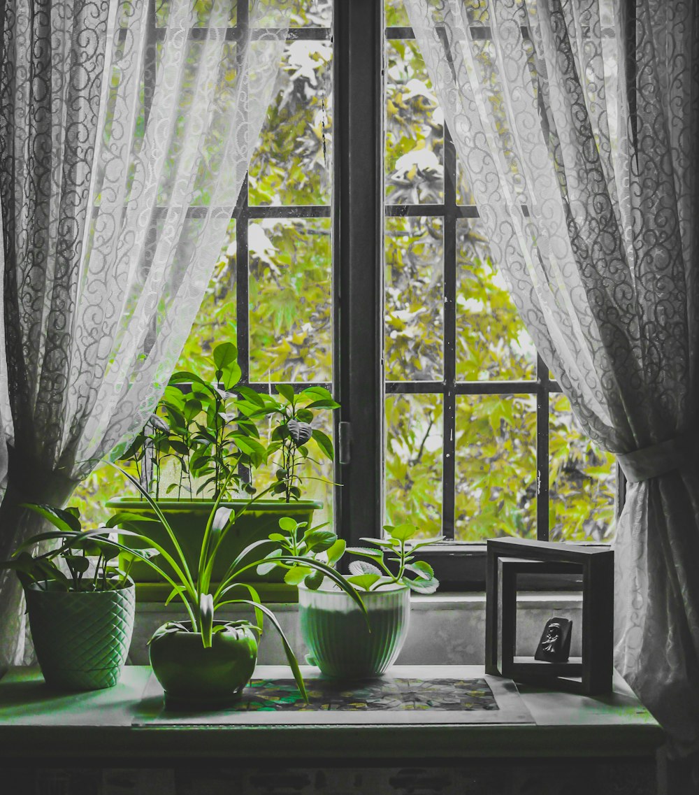 green potted plant on window