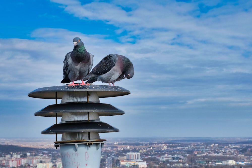 gray and white pigeon on white metal stand during daytime