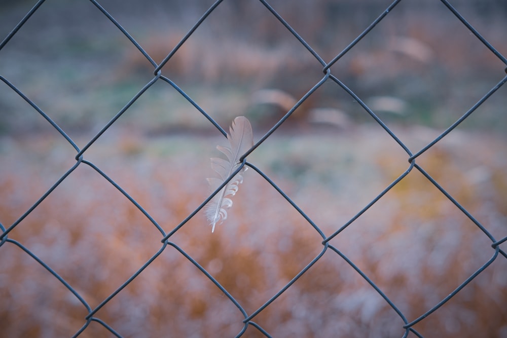 white and black butterfly on grey metal fence during daytime