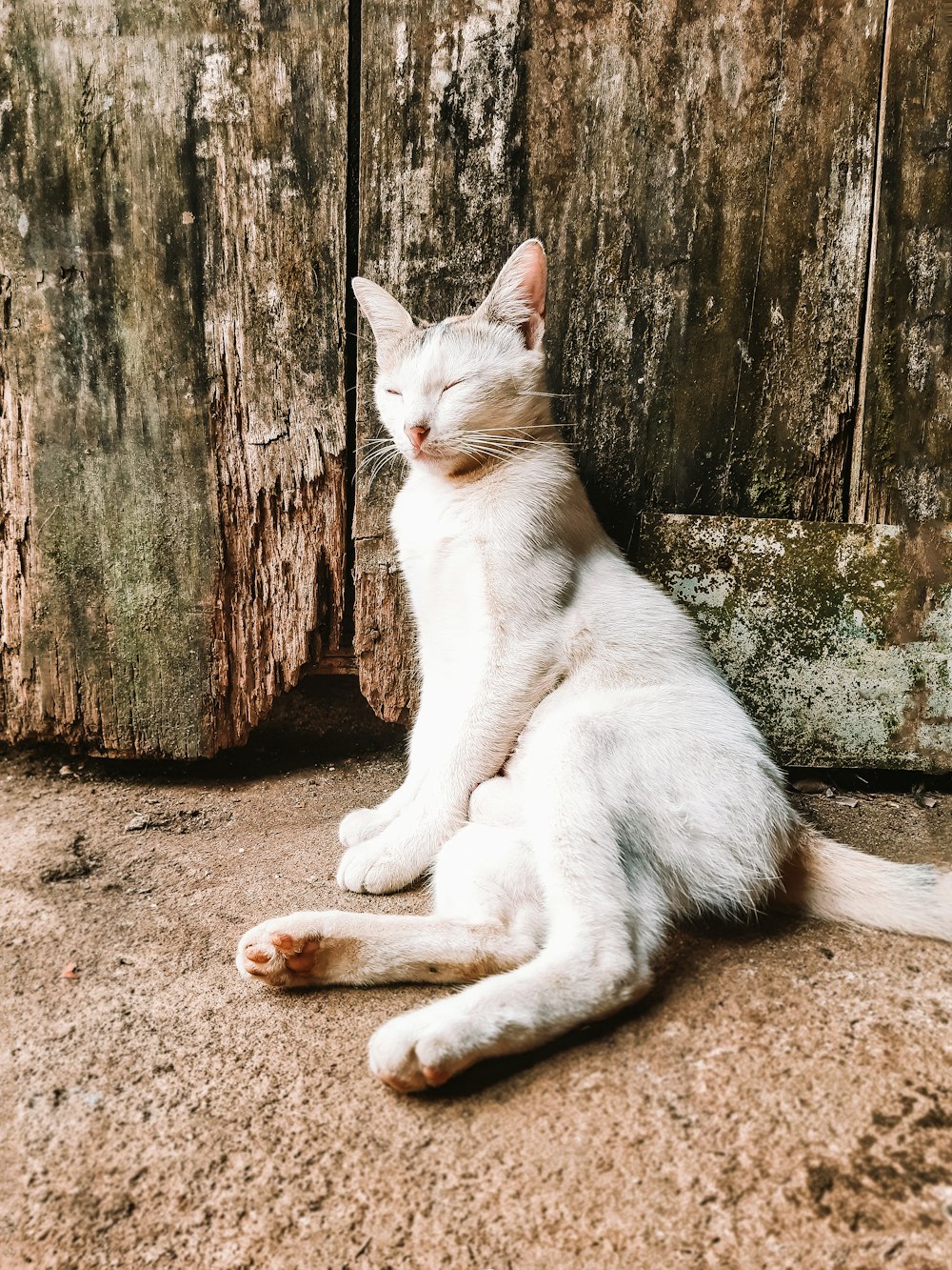 white cat lying on brown soil