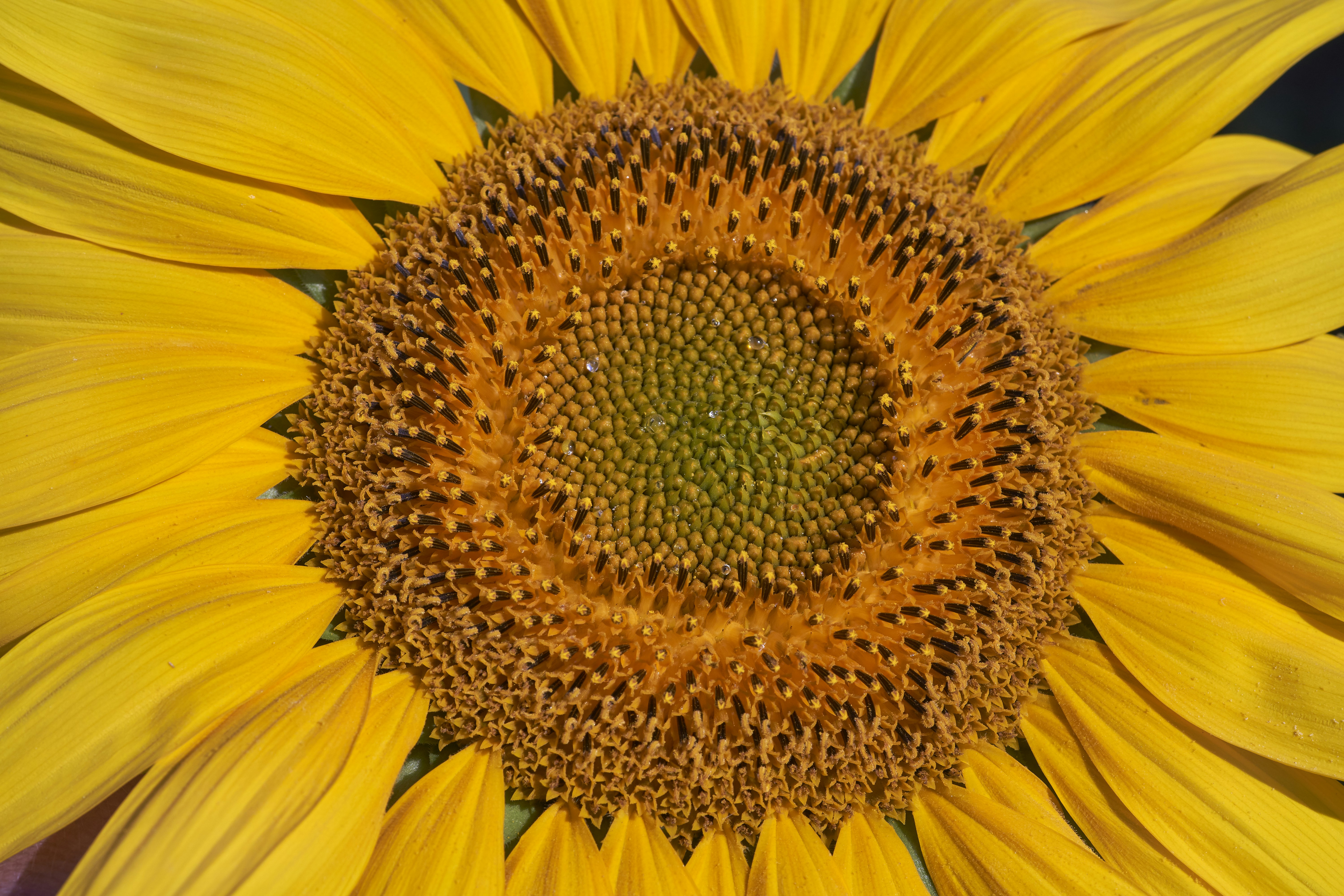 Photo by wolfgang_hasselmann