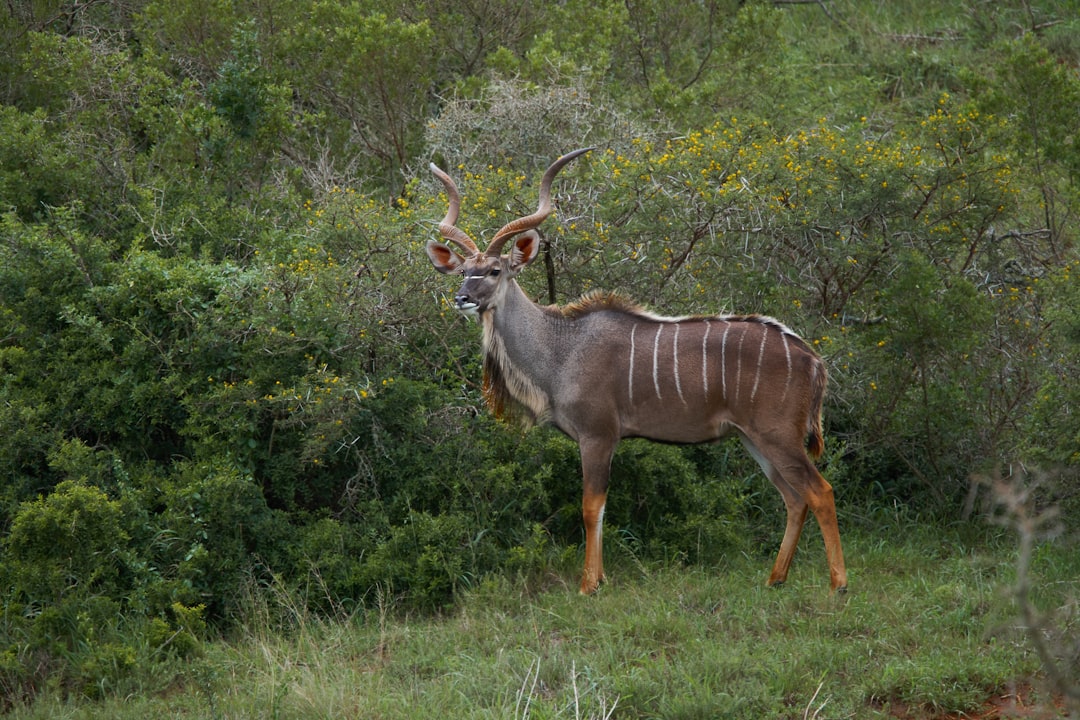 brown deer on green grass field during daytime