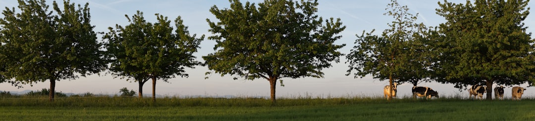 green tree on green grass field during daytime