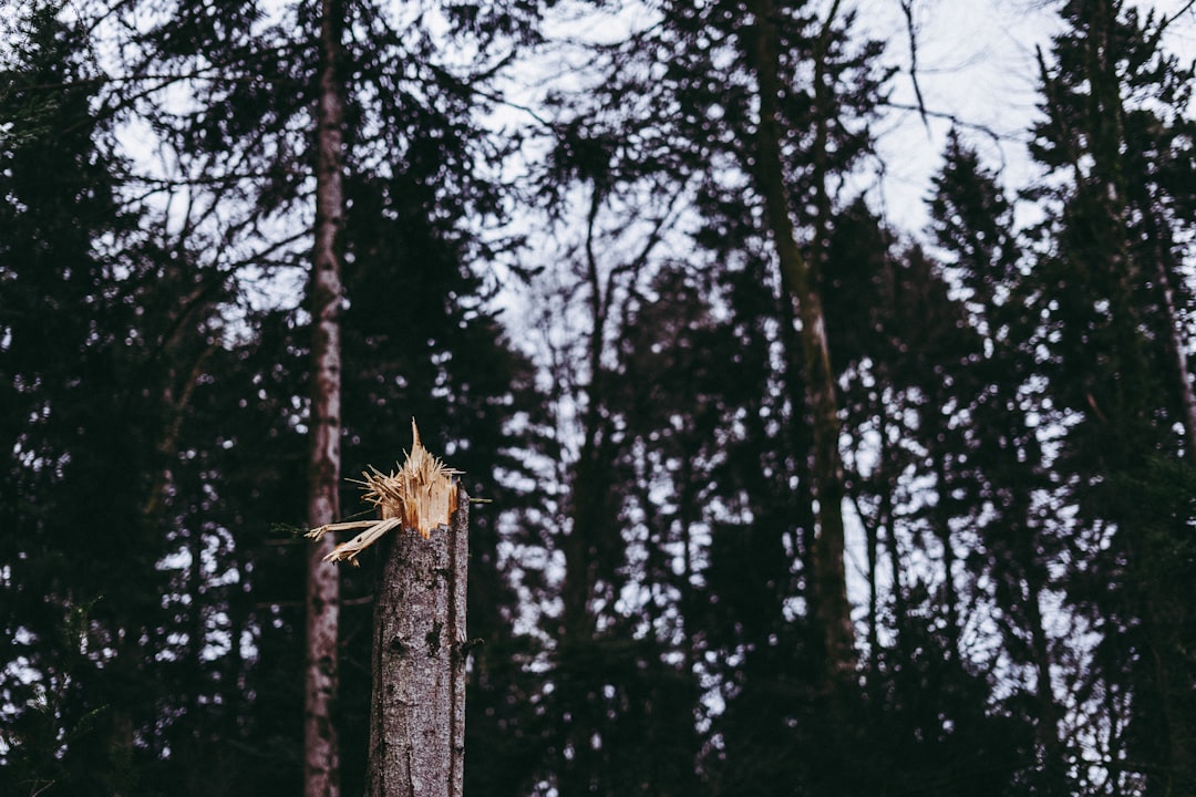 Forest photo spot Vendlincourt Estavayer-le-Lac