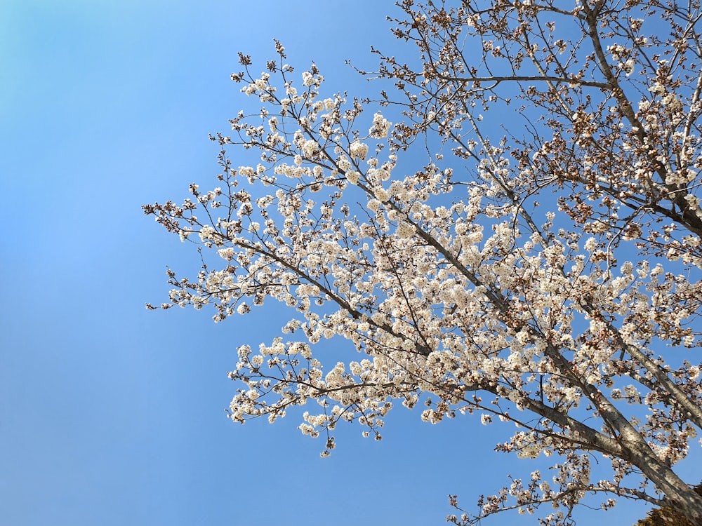 fiore di ciliegio bianco sotto il cielo blu durante il giorno