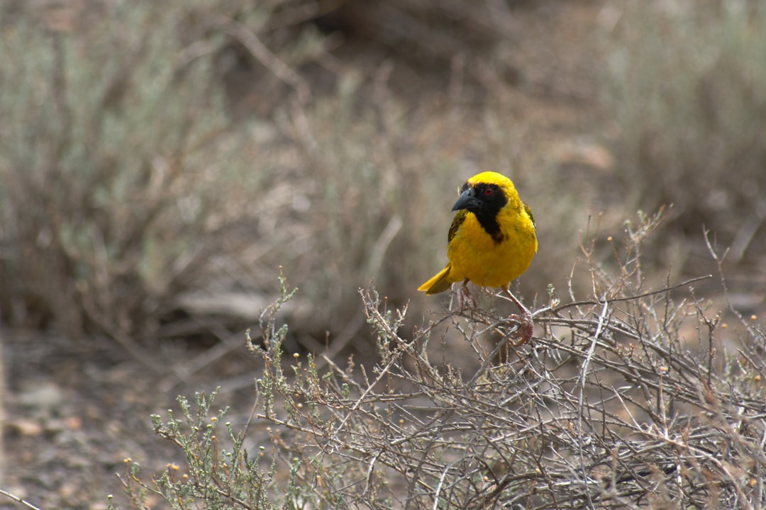 yellow bird on brown dried grass during daytime