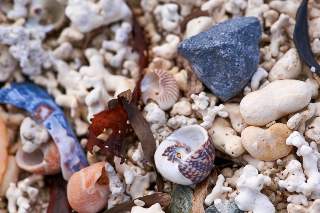 white and brown sea creature on white and brown pebbles