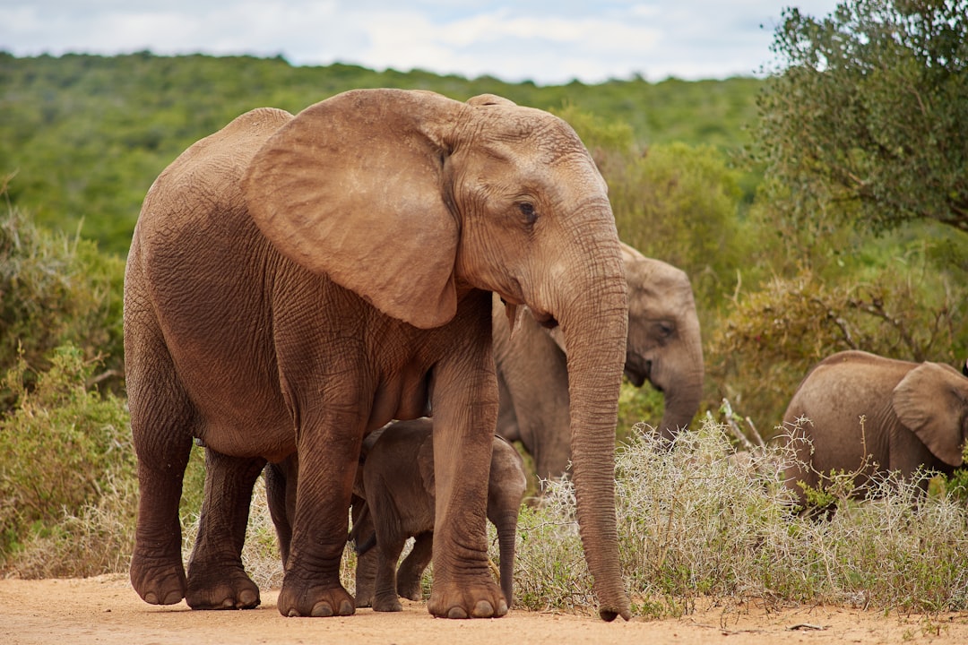 brown elephant on green grass field during daytime