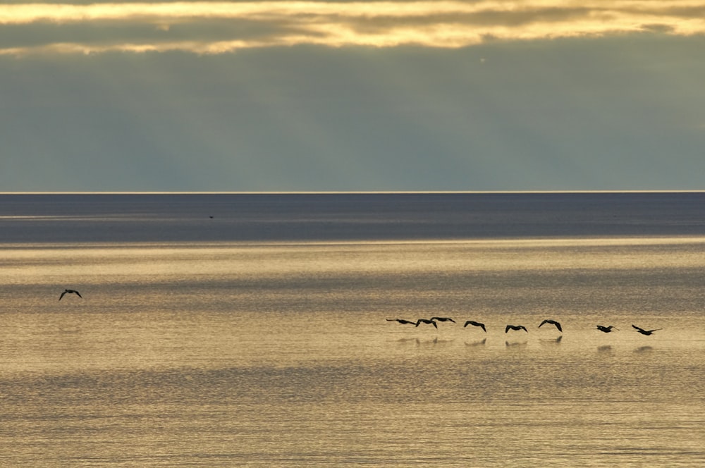 birds on sea during daytime