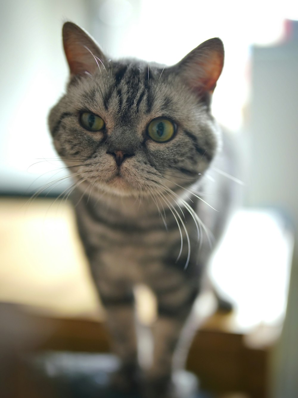 silver tabby cat on brown wooden table