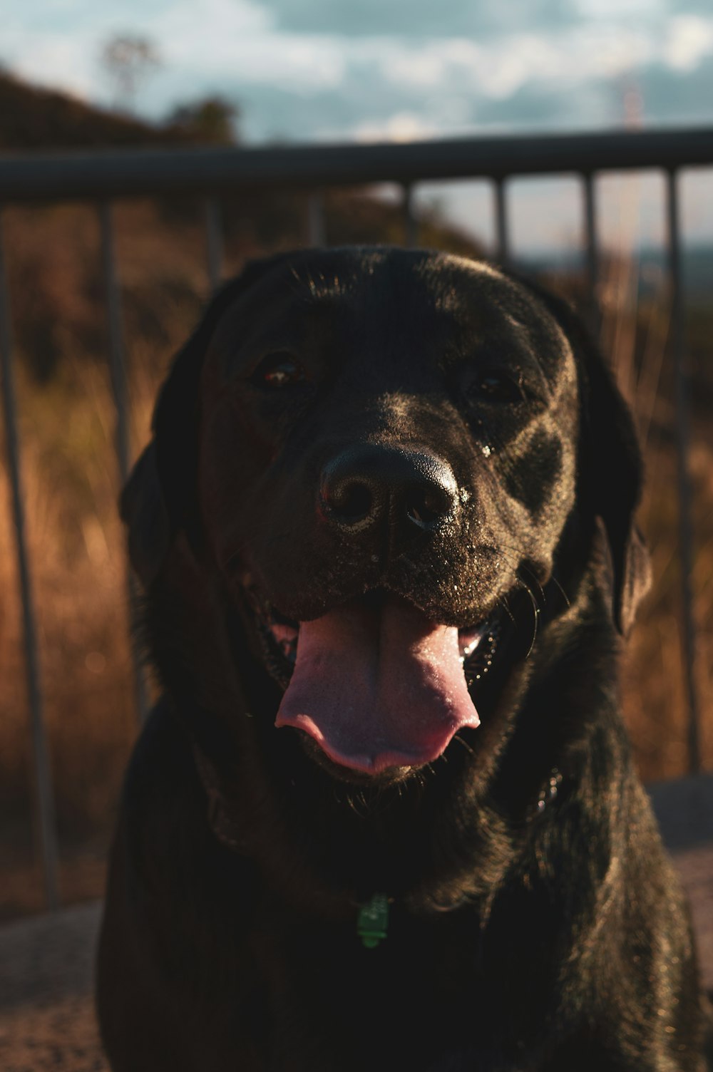 black labrador retriever sitting on brown wooden floor