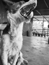 A black and white image of a dog with its mouth open, sitting on a concrete floor. The background shows a covered outdoor area with potted plants and metal walls. The dog's fur is textured and the scene captures a moment of dynamic expression.