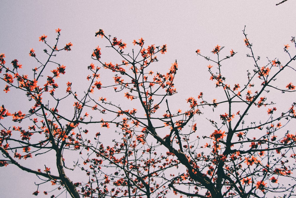 a tree with red flowers and a bird flying in the background