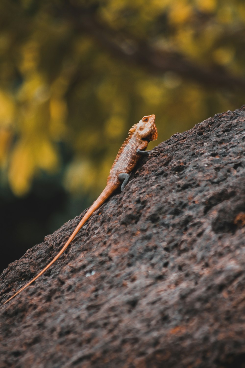 brown and black lizard on brown rock during daytime