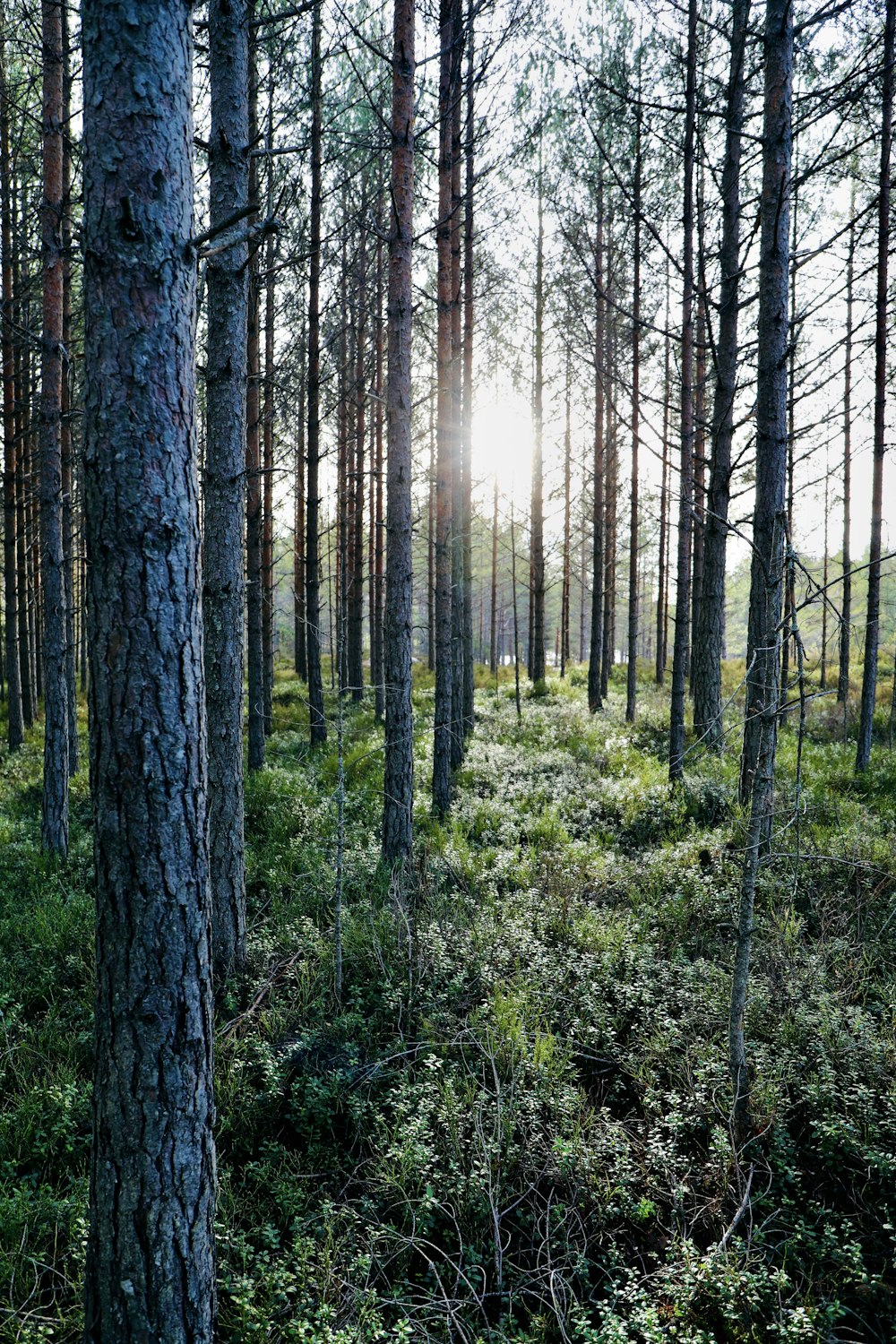 green trees on forest during daytime