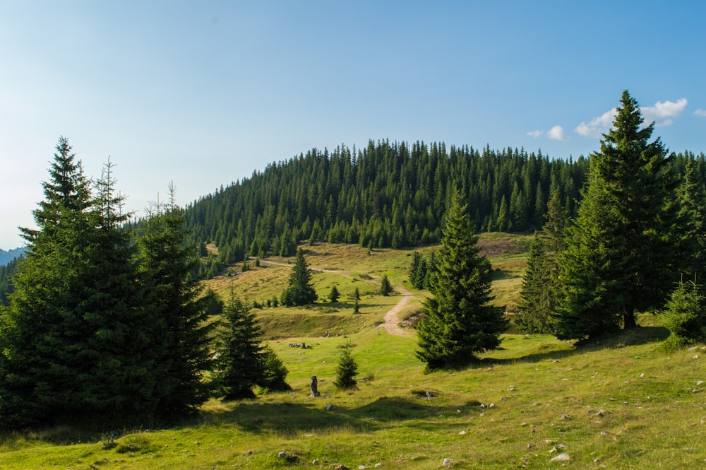 green pine trees on green grass field during daytime