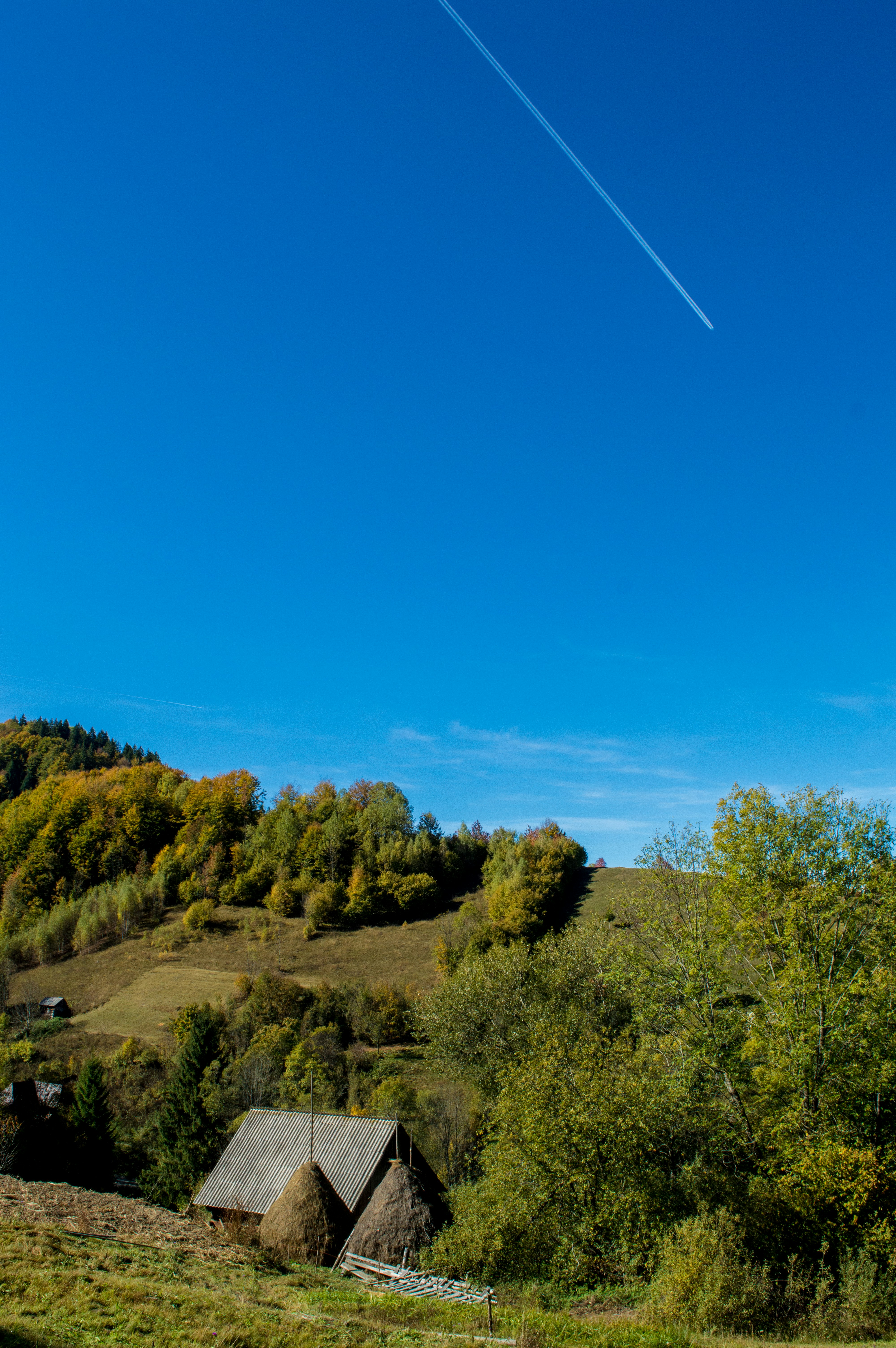 green trees under blue sky during daytime