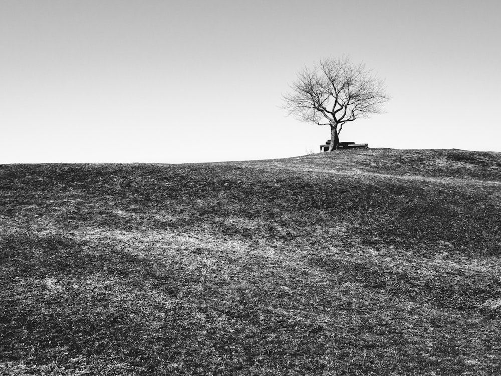 bare tree on grass field in grayscale photography