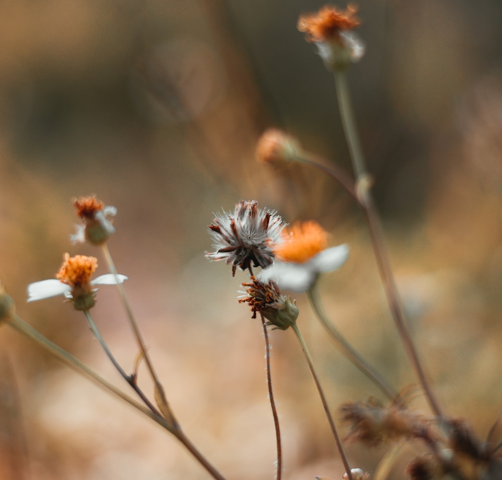 white and orange flower in tilt shift lens