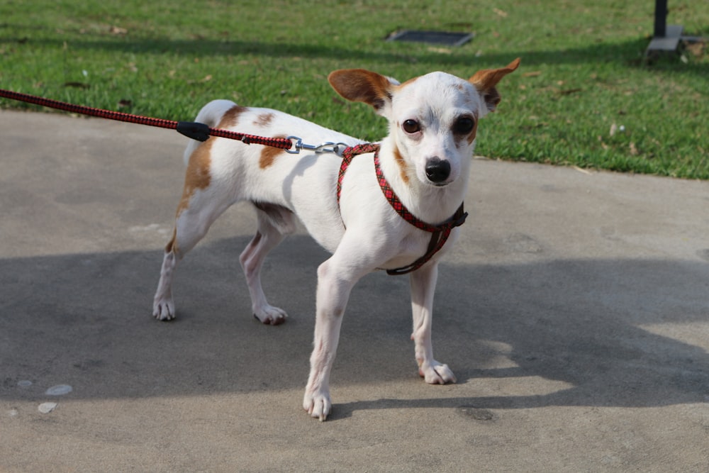 white and brown short coated dog on gray concrete floor